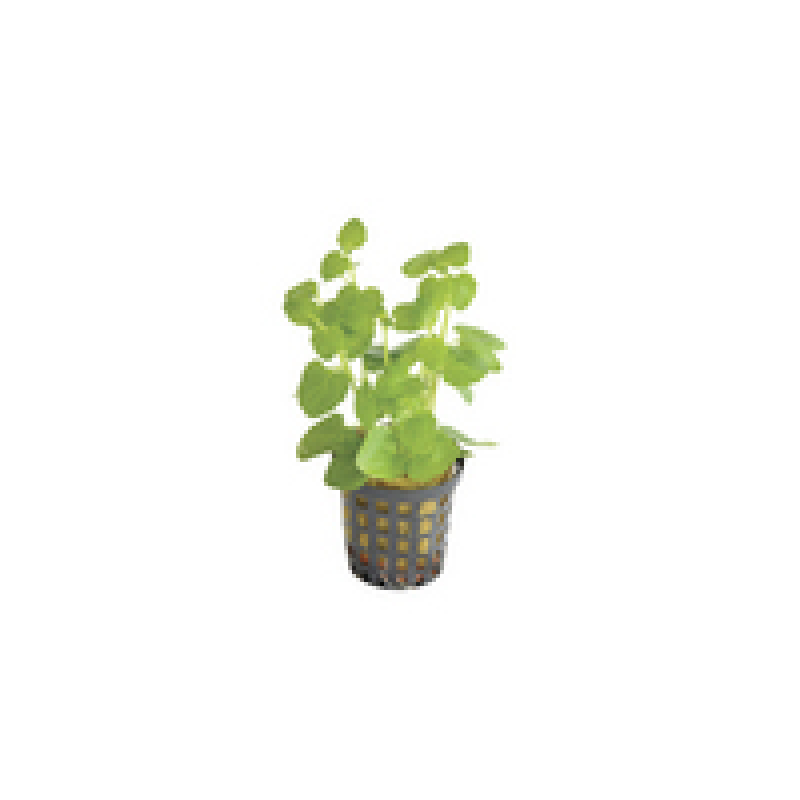 6x Clinopodium Brownei
